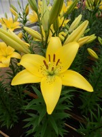 [4019 Ceb Dazzel No02.JPG]